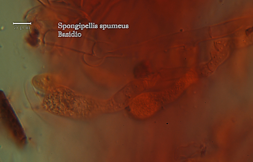 Spongipellis spumeus (Sowerby) Pat.